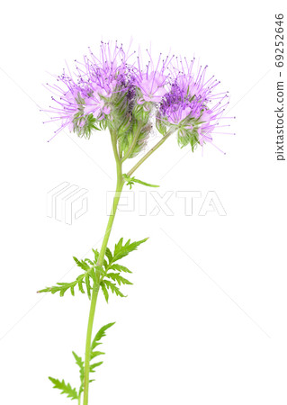 Phacelia flower isolated on white background with full depth of field 69252646