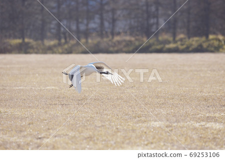 Displacement of crane (Hokkaido, Tsurui) Displacement of crane (Hokkaido, Tsurui) 69253106