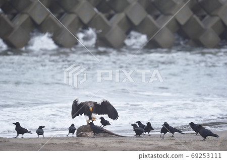 Steller's sea eagle and crows (Hokkaido) 69253111