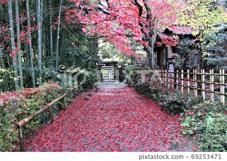 A hundred orchard planted with maple 69253471