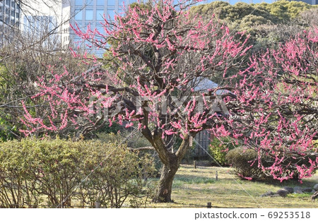 Hamarikyū皇家庭院紅豆 Hamarikyū皇家庭院紅豆 69253518