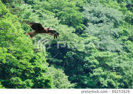 black kite flyinh among trees looking for prey 69253826