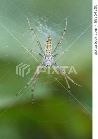 beautiful translucent shiny spider in its web 69254200