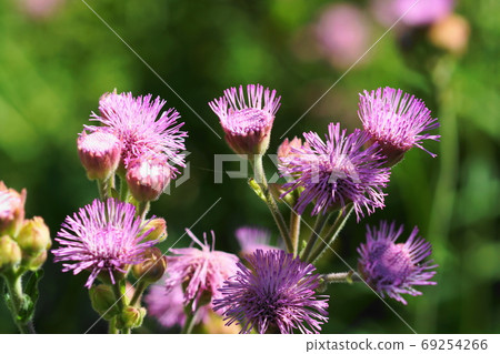 九月調布563香薊(粉紅色煙花),菊科,慶應義Angel 九月調布563香薊(粉紅色煙花),菊科,慶應義Angel 69254266