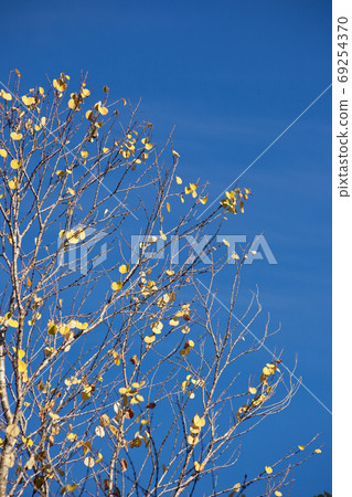 Katsura dead leaves and blue sky 69254370