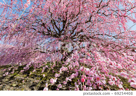 Suzuka Forest Garden Ume Spring Suzuka Forest Garden Ume Spring 69254408