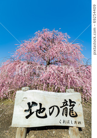 鈴鹿森林公園梅梅春天 鈴鹿森林公園梅梅春天 69254409