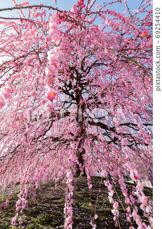 Suzuka Forest Garden Ume Spring Suzuka Forest Garden Ume Spring 69254410