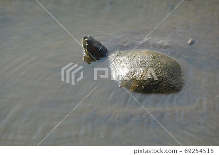 A side view of a mud covered turtle 69254518