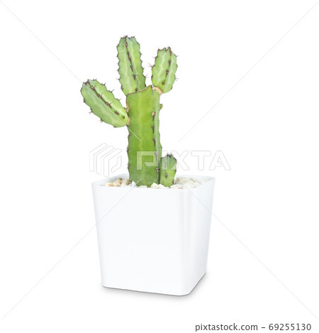 Green cactus isolated on white background. 69255130