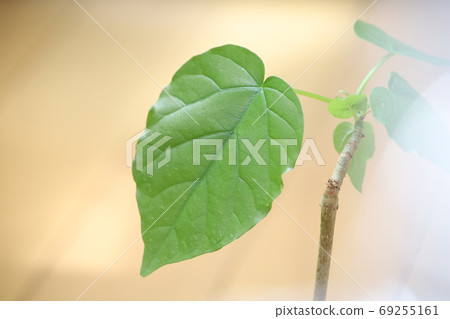 Mini size, Umberata houseplant Mini size, Umberata houseplant 69255161