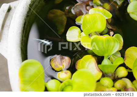 鳳眼蘭和花百合盆生物群落的側視圖照片 鳳眼蘭和花百合盆生物群落的側視圖照片 69255413