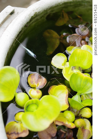 鳳眼蘭和花百合鍋生物群落的肖像 鳳眼蘭和花百合鍋生物群落的肖像 69255418