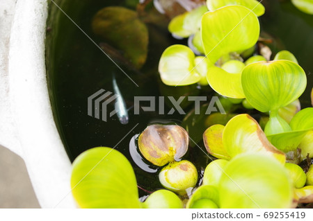 鳳眼蘭和花百合盆生物群落的側視圖照片 鳳眼蘭和花百合盆生物群落的側視圖照片 69255419