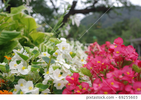 Red and white flowers background material Red and white flowers background material 69255603