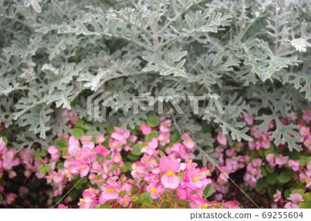 Pink flower background material Pink flower background material 69255604