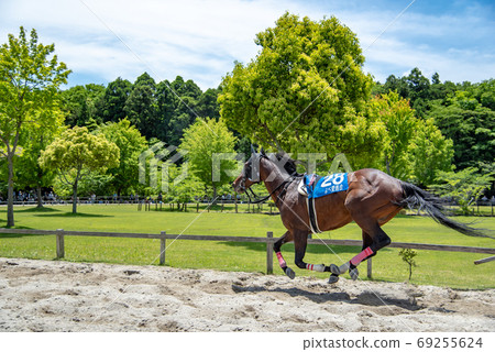 Inabe City, Mie Prefecture Inabe grass race in Ryogaike Park in early summer Horses running without jockeys 69255624