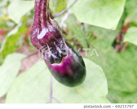 The "medium-long eggplant" watercolor style of open-field cultivation that grows vividly in the morning sun The "medium-long eggplant" watercolor style of open-field cultivation that grows vividly in the morning sun 69255797