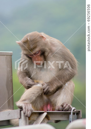 14 April 2007 monkey at the Kam Shan Country Park 69256506