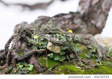 a Bonsai and Penjing landscape with miniature. 69256593