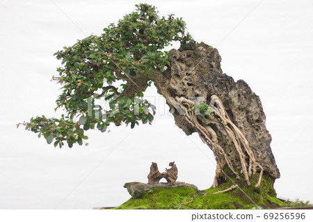 a Bonsai and Penjing landscape with miniature. 69256596
