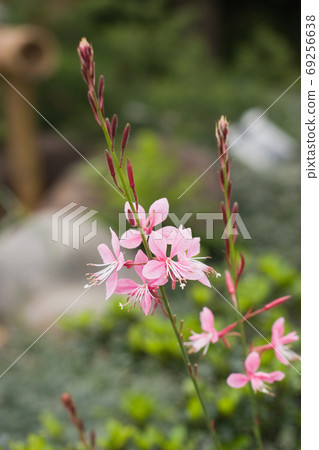 Beautiful spring garden, the nature back ground Beautiful spring garden, the nature back ground 69256638