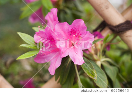 A beautiful rhododendron flower in the spring A beautiful rhododendron flower in the spring 69256643