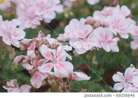 Beautiful spring garden, the nature back ground 69256646