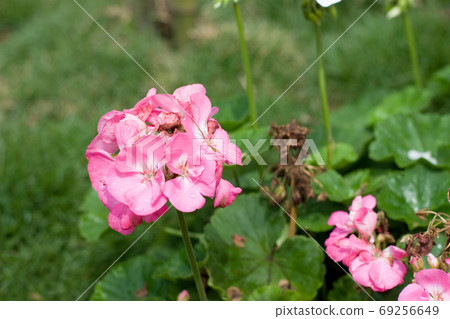 Beautiful spring garden, the nature back ground Beautiful spring garden, the nature back ground 69256649