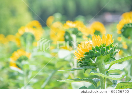 Sunflower field in full bloom seen from behind Sunflower field in full bloom seen from behind 69256700