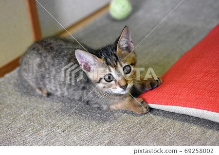 A two month old Pheasant tabby kitten playing in a Japanese-style room 69258002