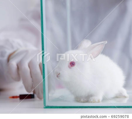 White rabbit in scientific lab experiment 69259078