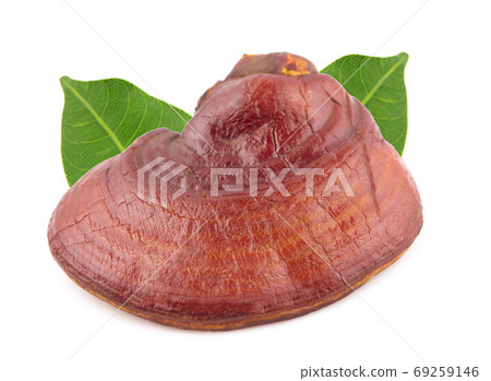Ganoderma lucidum an isolated on white background Ganoderma lucidum an isolated on white background 69259146