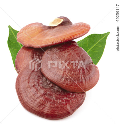 Ganoderma lucidum an isolated on white background.clipping path 69259147