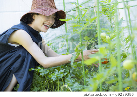 Family garden tomato 69259396