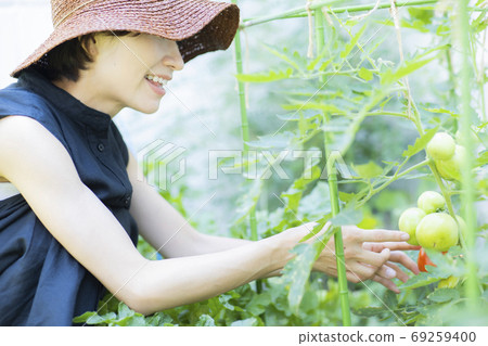 家庭花園番茄 家庭花園番茄 69259400