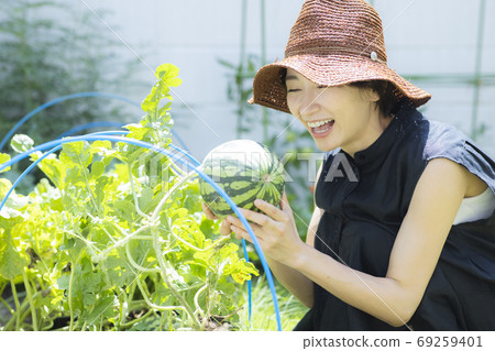 菜園西瓜 菜園西瓜 69259401
