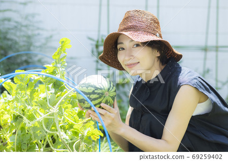 菜園西瓜 69259402