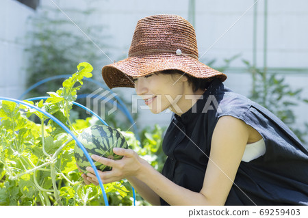 菜園西瓜 菜園西瓜 69259403