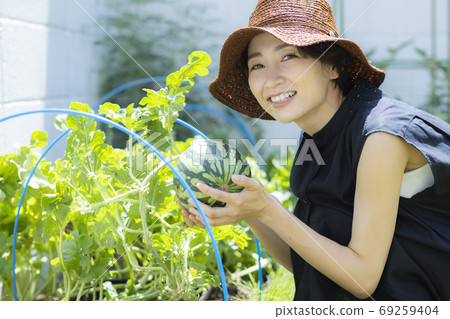 菜園西瓜 69259404