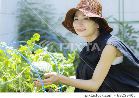 菜園西瓜 菜園西瓜 69259405