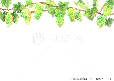 White grape upper frame_postcard horizontal White grape upper frame_postcard horizontal 69259484
