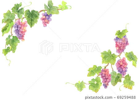 紅葡萄上下框架_明信片水平 紅葡萄上下框架_明信片水平 69259488