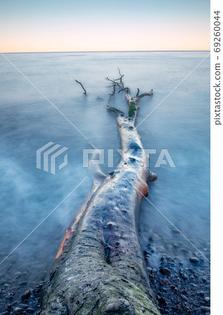 Stony coast view with fallen trunk and tree on stony beach Stony coast view with fallen trunk and tree on stony beach 69260044