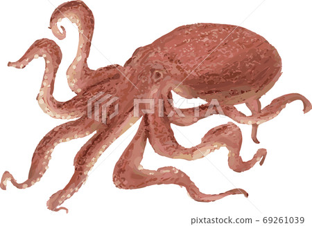 Realistic hand drawn octopus illustration - Stock Illustration ...