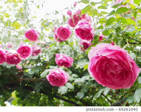 ak野玫瑰花園 69261040