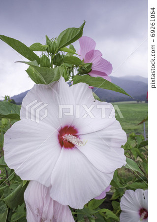 American Fuyo (Morning of Hiruzen Plateau) August 69261064