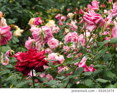 ak野玫瑰花園 69261074