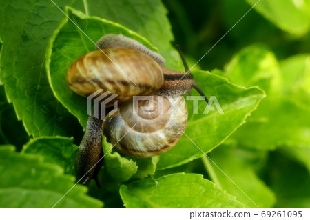 Morning glory leaf snail: snail: gastropod Morning glory leaf snail: snail: gastropod 69261095