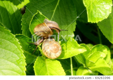 Morning glory leaf snail: snail: gastropod 69261096